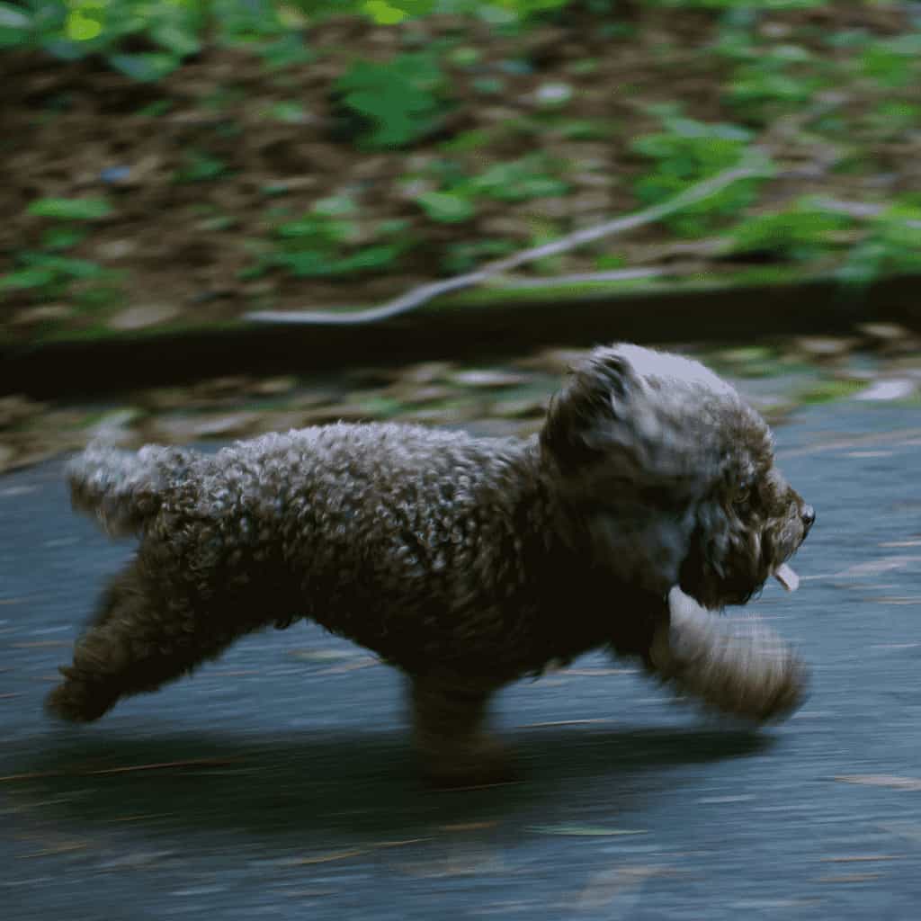 do dogs outgrow zoomies